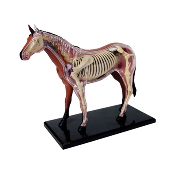4D Cal Inteligenta Asamblarea Animal de Jucărie Anatomiei Organelor Modelul Medical de Predare DIY Popular Science Aparate