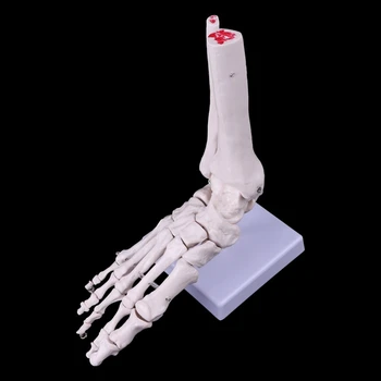 Viața Dimensiunea 1:1 Viața Umană Dimensiunea Piciorul Drept Comun Anatomice Model Comun Glezna Mână și Picior Chirurgie Model