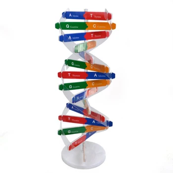 ADN-ul Modele de Dublu Helix Știință Popularizarea Predare Jucărie DIY Gene Umane Sida Știință Instrumente Speciale Pentru Copii Kit de Testare
