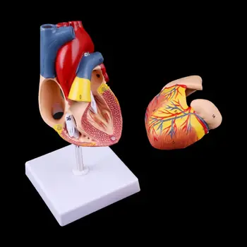 Gratuit poștale Demontat Anatomice Inima Omului Model de Anatomie Instrument de Predare