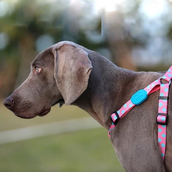 Abundență Serie de Companie Câine Ham Guler Imprimate Colorate Piept Spate Reglabil Moale Durabil Hamuri pentru Câini Mici Câini de talie Medie