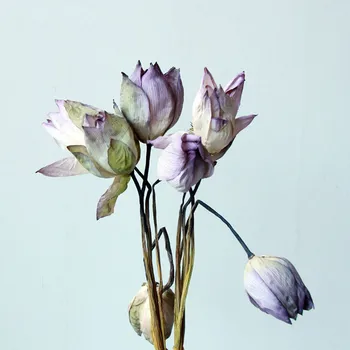 1buc Zen Chinez naturale uscat lotus flori uscate