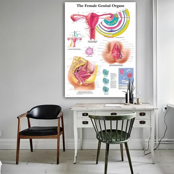 WANGART Organelor Genitale Feminine Graficul Poster de Imprimare Corpul suportului de Hartă de Perete Imagini pentru Educație Medicală Decor Acasă