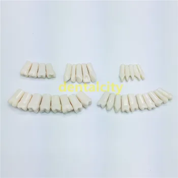 De înaltă Calitate 32PCS/Sac Rasina de Simulare Dinte Cereale Dentare Model Pentru Dentist de Pregătire pentru Examen de Predare