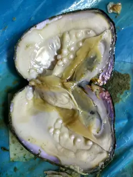 Naturale de apă Dulce Stridii cu Perle În Vid-ambalate,20-30 buc Perle Reale în interiorul Monstru Mare Scoica de Perle Shell Vrea Cadou FP443