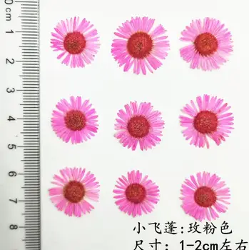 60pcs Apăsat Uscate Flori de Crizantema Plante Ierbar Pentru Rășină Epoxidică de Luare de Bijuterii Machiaj Fata Nail Art Ambarcațiuni DIY