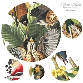 John James Audubon America de Păsări de Colectare HD de Înaltă Calitate, Canvas Art Print Tablou Poster grup de Poze de Perete Decor Acasă