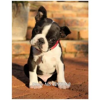 DIY Diamant Pictura cruciulițe Boston Terrier 5D Full Broderie câine de companie stras Pătrat de Mozaic Decor Acasă YG421