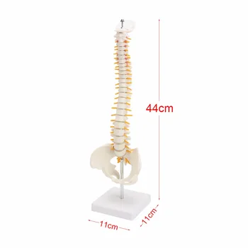 45CM coloanei Vertebrale Umane cu Pelviene Model Uman Anatomice Anatomia coloanei Vertebrale Modelul Medical coloana vertebrala model+Suport Fexibil