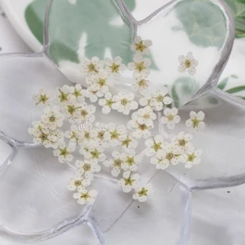 100 de bucăți de Manichiura flori uscate dama de companie mici prune DIY picătură de gel de telefon mobil caz foto face decal materialul pachet