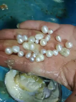 Naturale de apă Dulce Stridii cu Perle În Vid-ambalate,20-30 buc Perle Reale în interiorul Monstru Mare Scoica de Perle Shell Vrea Cadou FP443