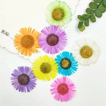 60pcs Apăsat Uscate Flori de Crizantema Plante Ierbar Pentru Rășină Epoxidică de Luare de Bijuterii Machiaj Fata Nail Art Ambarcațiuni DIY