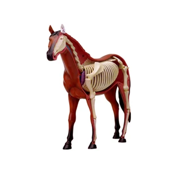 4D Cal Inteligenta Asamblarea Animal de Jucărie Anatomiei Organelor Modelul Medical de Predare DIY Popular Science Aparate