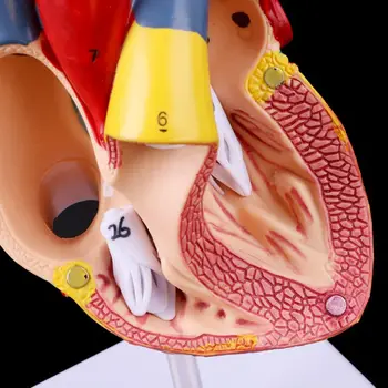 Gratuit poștale Demontat Anatomice Inima Omului Model de Anatomie Instrument de Predare