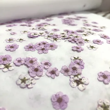 100 de bucăți de Manichiura flori uscate dama de companie mici prune DIY picătură de gel de telefon mobil caz foto face decal materialul pachet