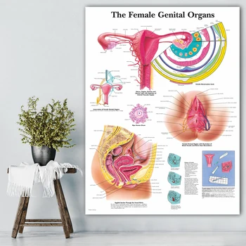 WANGART Organelor Genitale Feminine Graficul Poster de Imprimare Corpul suportului de Hartă de Perete Imagini pentru Educație Medicală Decor Acasă