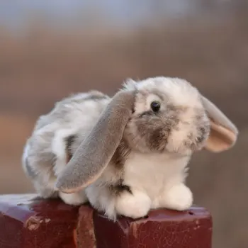 Plus Holland Lop iepure păpușă jucărie moale animale de pluș modelul Chinchilla Iepure păpuși jucărie Mașină de decor prezente