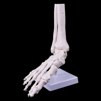 Viața Dimensiunea 1:1 Viața Umană Dimensiunea Piciorul Drept Comun Anatomice Model Comun Glezna Mână și Picior Chirurgie Model