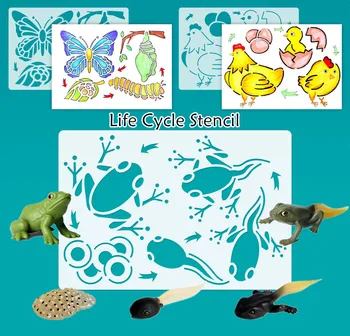 Animale Ciclului De Viață Desen Matrita De Pui De Broasca Testoasa Furnica Broasca De Țânțari Fluture Gărgăriță Model Pictura Arta Șablon Jucărie De Învățământ