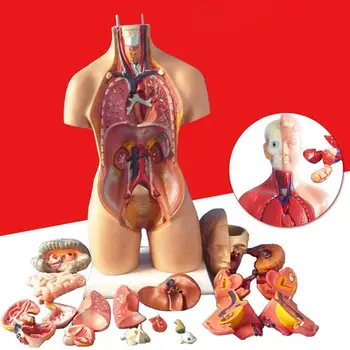 Anatomice Umane Trunchiului Corpului Model Educațional Imagine 3D Structura Corpului Uman Cartea Anatomia Organelor Interne Medicale de Predare Mucegai